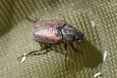 <i>Hoplia philanthus</i>