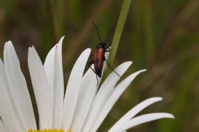 <i>Stenurella bifasciata</i>