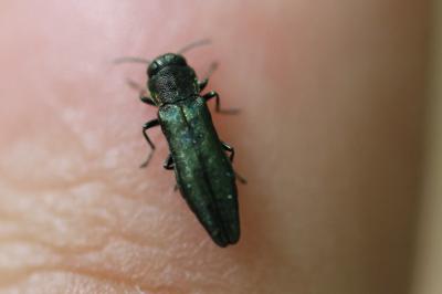 <i>Agrilus</i>