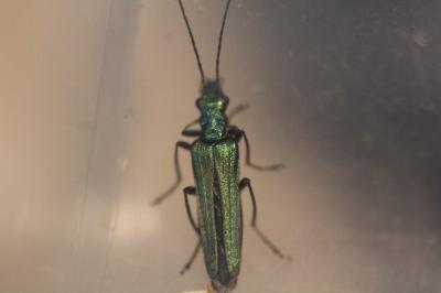 <i>Oedemera nobilis</i>
