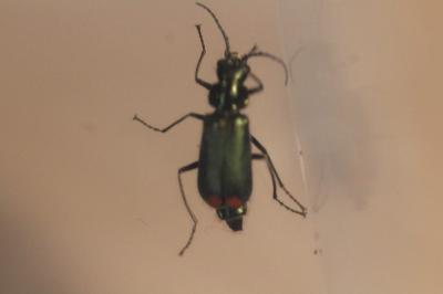 <i>Malachius bipustulatus</i>