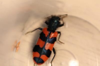 <i>Trichodes alvearius</i>