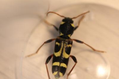 <i>Xylotrechus arvicola</i>