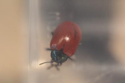 <i>Chrysomela populi</i>