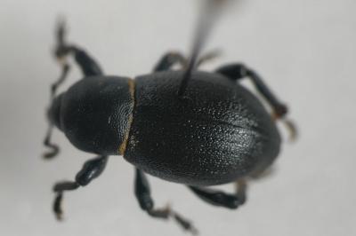 <i>Liparus coronatus</i>