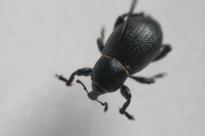 <i>Liparus coronatus</i>