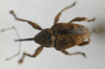 <i>Curculio venosus</i>