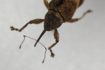 <i>Curculio venosus</i>