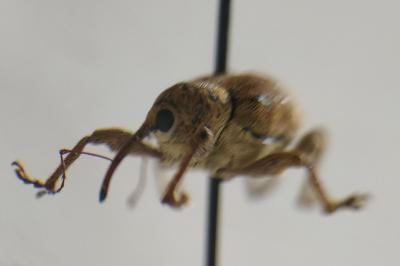 <i>Curculio venosus</i>