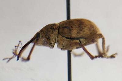 <i>Curculio venosus</i>
