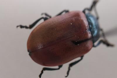 <i>Chrysomela populi</i>