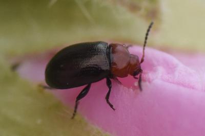 <i>Podagrica fuscipes</i>