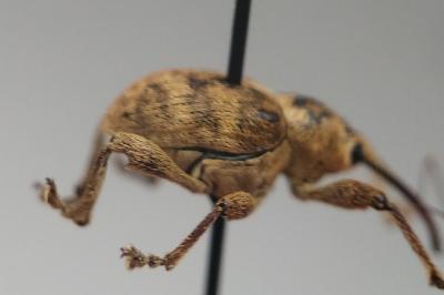 <i>Curculio venosus</i>