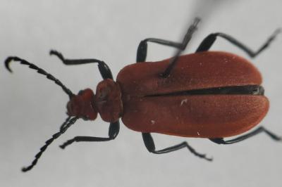 <i>Pyrochroa serraticornis</i>