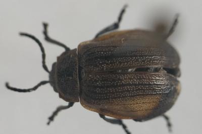 <i>Galeruca pomonae</i>
