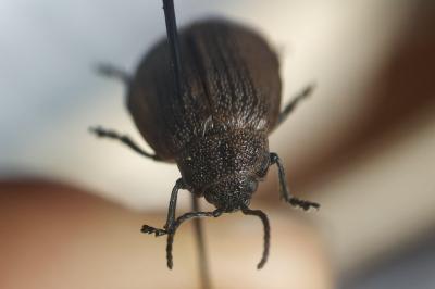 <i>Galeruca pomonae</i>