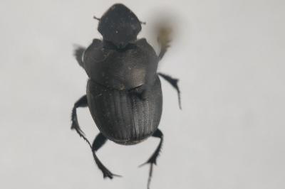 <i>Onthophagus verticicornis</i>