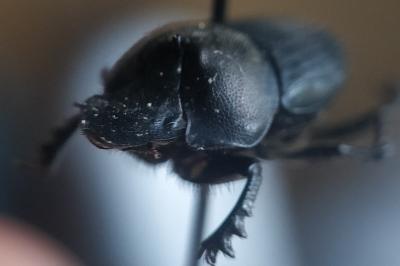 <i>Onthophagus verticicornis</i>