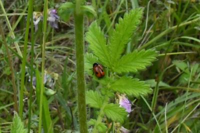 <i>Cryptocephalus bipunctatus</i>
