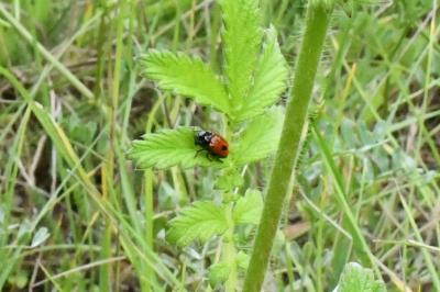 <i>Cryptocephalus bipunctatus</i>