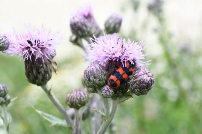 <i>Trichodes alvearius</i>