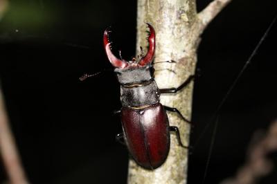 <i>Lucanus cervus</i>