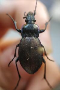 <i>Carabus nemoralis</i>