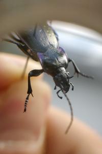 <i>Carabus nemoralis</i>