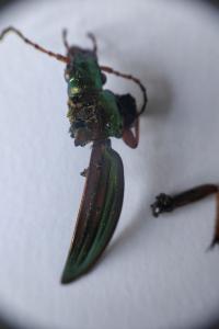 <i>Carabus auratus</i>