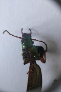 <i>Carabus auratus</i>