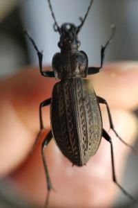 <i>Carabus granulatus</i>