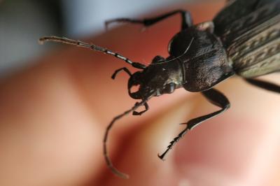 <i>Carabus granulatus</i>
