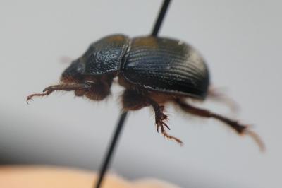 <i>Odonteus armiger</i>