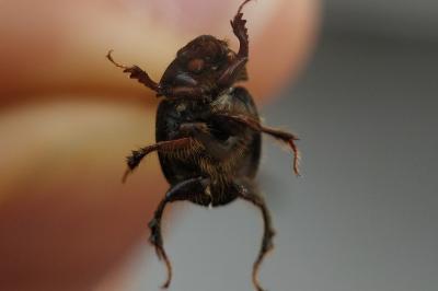 <i>Odonteus armiger</i>