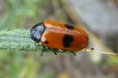 <i>Clytra laeviuscula</i>