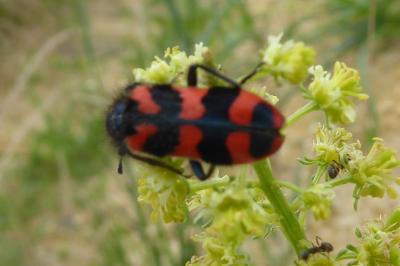 <i>Trichodes alvearius</i>