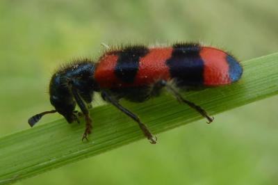 <i>Trichodes apiarius</i>