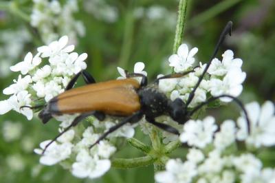 <i>Stictoleptura fulva</i>