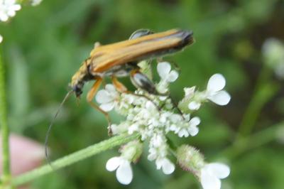 <i>Oedemera podagrariae</i>