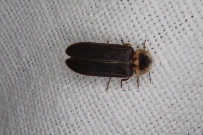 <i>Lampyris noctiluca</i>