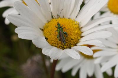 <i>Oedemera nobilis</i>