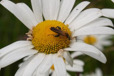 <i>Oedemera podagrariae</i>