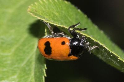 <i>Clytra laeviuscula</i>