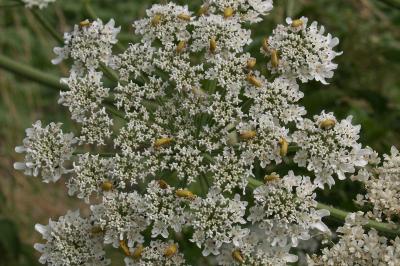 <i>Cteniopus sulphureus</i>