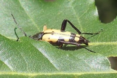 <i>Rutpela maculata</i>