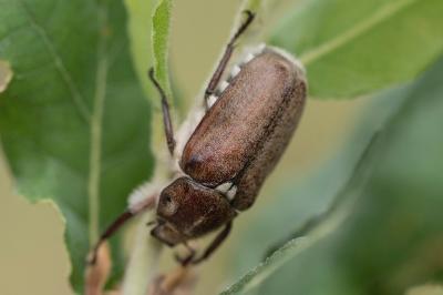 <i>Anoxia villosa</i>