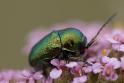 <i>Cryptocephalus</i>