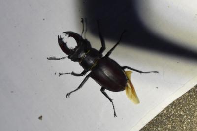 <i>Lucanus cervus</i>