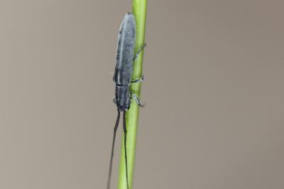 <i>Calamobius filum</i>