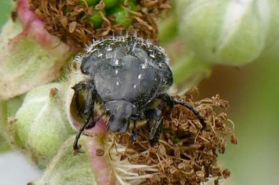 <i>Oxythyrea funesta</i>